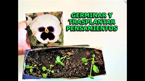 COMO GERMINAR SEMILLAS De PENSAMIENTOS O TRINARIAS COMO TRASPLANTAR