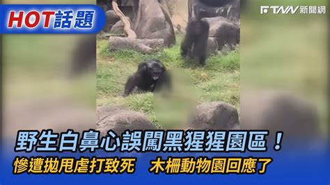 野生白鼻心誤闖黑猩猩園區！慘遭拋甩虐打致死 木柵動物園回應了 Youtube