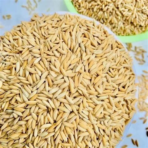 Natural Brown Paddy Seeds For Agriculture Packaging Type Pp Bag At Rs 60 Kg In Karimnagar