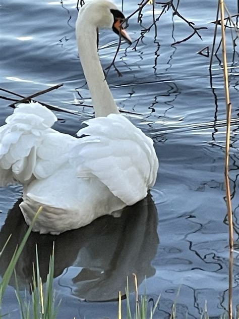 H Ckerschwan Cygnus Olor H Ckerschwan Cygnus Olor C Flickr