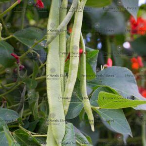 Runner Bean Seeds Premier Seeds Direct