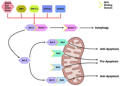 Autophagy In Pancreatic Cancer Encyclopedia Mdpi