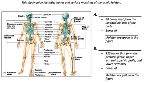 Overview Of Skeletal System Axial Appendicular Diagram Quizlet