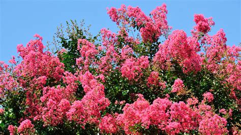 How To Propagate A Crepe Myrtle A Comprehensive Guide My Heart Lives Here