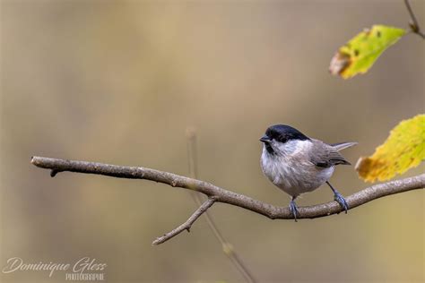 Mésange nonnette Marsh Tit Poecile palustris Un grand me Flickr