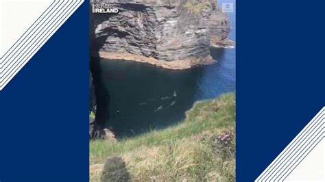 Basking Sharks Swim Off Irish Coast Video ABC News