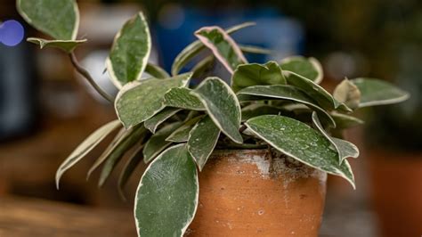 Hoya Plant Types A Comprehensive Guide To Varieties Foliage Friend