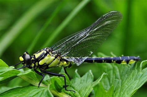 Dragonfly Macro Insect Free Photo On Pixabay