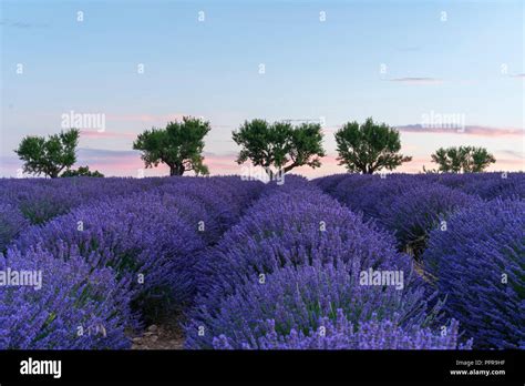 Lavender field at sunrise in Provence, France Stock Photo - Alamy