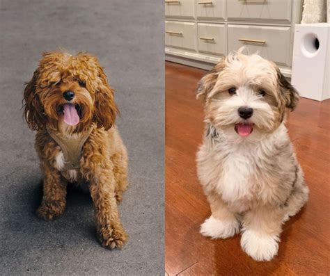 Havapoo Vs Cavapoo How To Tell The Difference Between Poodle Mixes