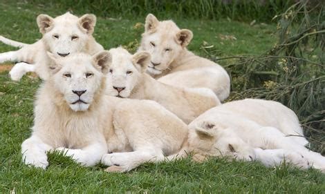 Interesting Facts - The White Lion