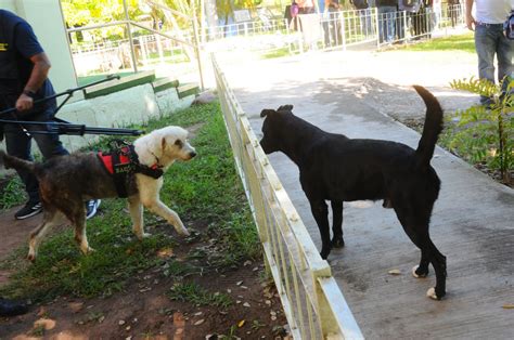 Veterinarios en formación aprenden sobre el lenguaje no verbal en