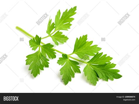 Fresh Parsley Sprig Image And Photo Free Trial Bigstock