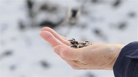 Hand Feeding Chickadees Nuthatches And Woodpeckers At Mud Lake Ottawa