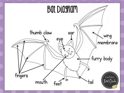 bat life cycle diagram - Ginny Hyatt