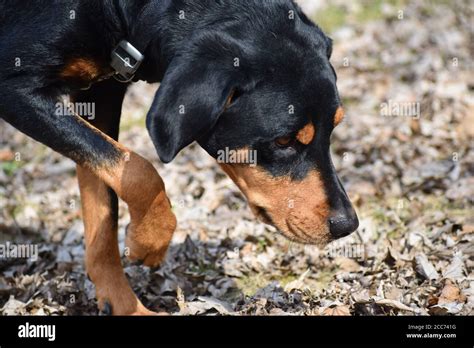 Black and Tan Coonhound sniffing Stock Photo - Alamy