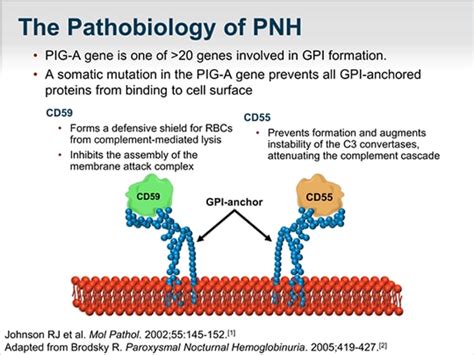 Hemoglobinuria, Paroxysmal; Paroxysmal Cold Hemoglobinuria; Paroxysmal ...