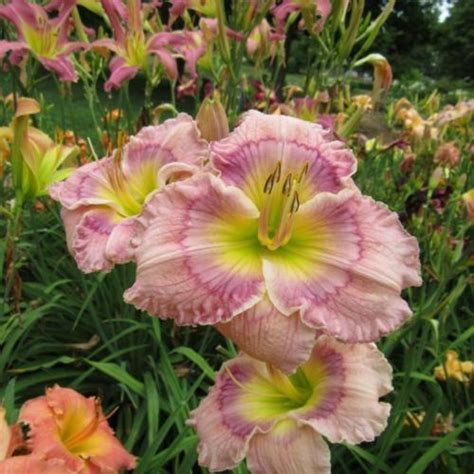 Daylily Hemerocallis Miss Piggys Wedding In The Daylilies Database