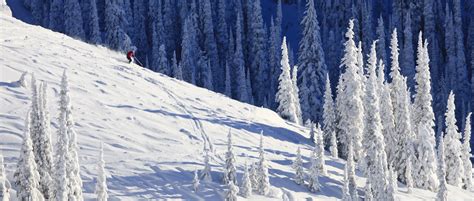 Tree Wells: What Are They? – The Wisconsin Skier