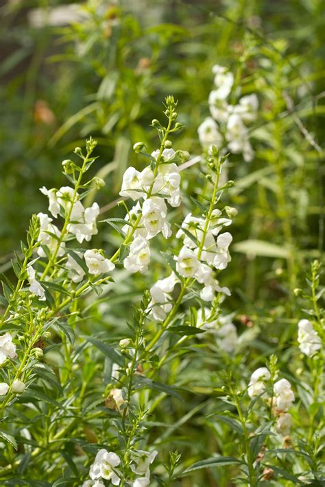 How to Plant and Grow Angelonia