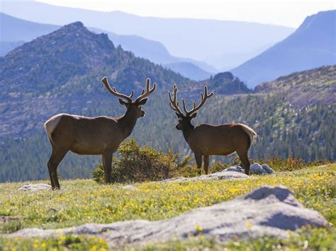 Exploring Colorados Majestic National Parks Usa Nature And Wildlife