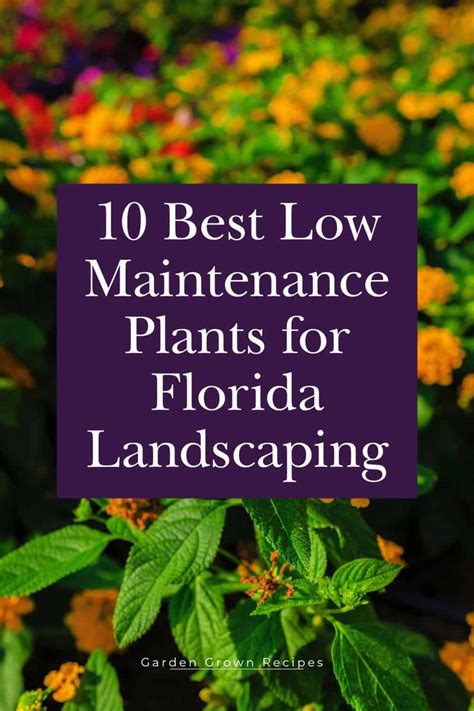 This List Of Low Maintenance Plants For Florida Gardens Will Help You Make The Most Of Your Ga