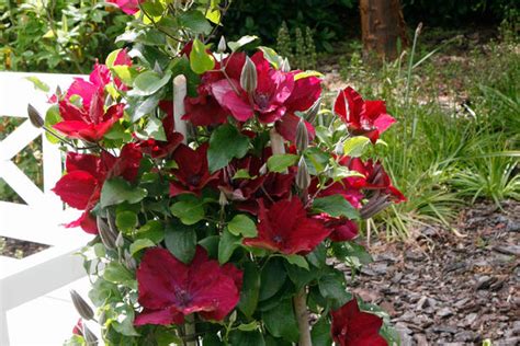 New Nubia Boulevard Red Clematis Trees Today Nursery