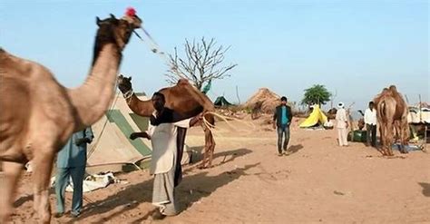 Vidéo Ouverture de la foire aux chameaux de Pushkar en Inde