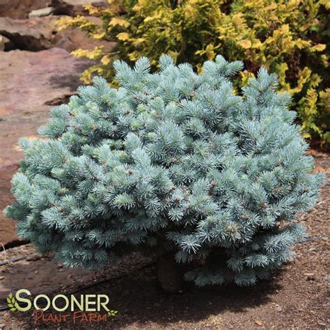 Dwarf Globe Blue Spruce | Sooner Plant Farm