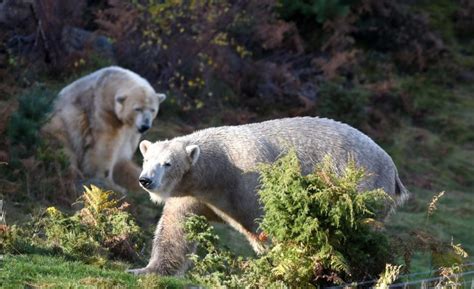 Highland Wildlife Park Release New Footage Of Adorable One Month Old