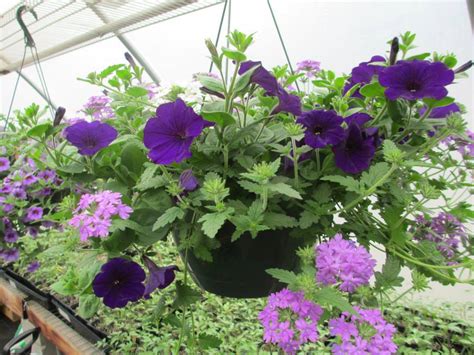 purplepetunias | Welcome to Brookside Farm