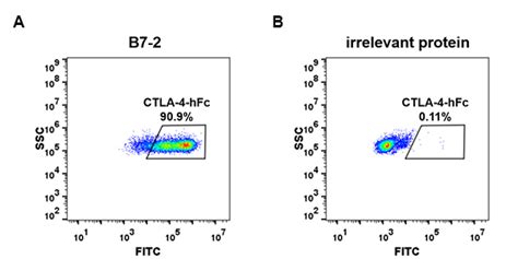 Human CTLA 4 Protein hFc tag 专注肿瘤免疫