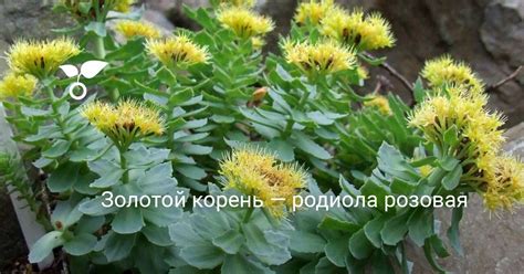 Золотой корень — родиола розовая. Уход, выращивание, размножение ...