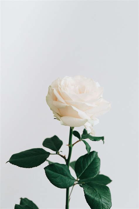 Beautiful White Roses Wallpapers