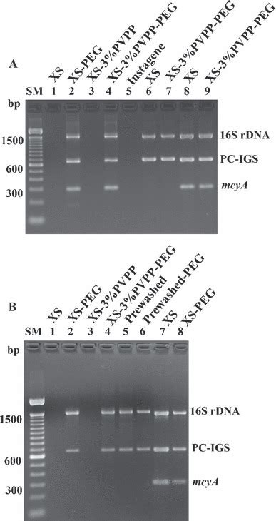 Pcr Amplification For The 16s Rdna Pc Igs And Mcya For Genomic Dna Download Scientific