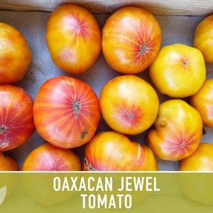 Oaxacan Jewel Tomato Heirloom Seeds Etsy