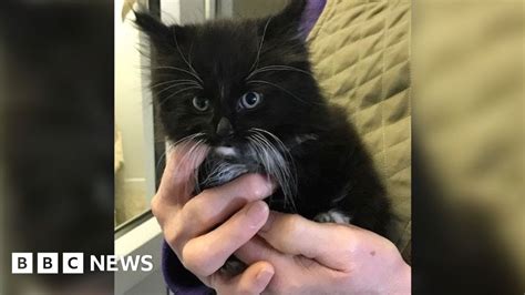 Liverpool Kitten Survives 55 Mile Trip In Van S Engine BBC News