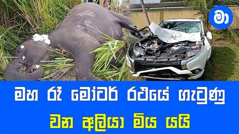 මහ රෑ මෝටර් රථයේ ගැටුණු වන අලියා මිය යයි Youtube