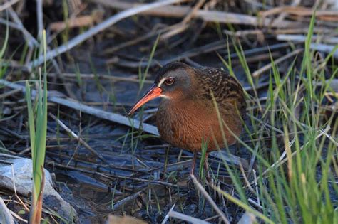 Virginia rail - Rallus limicola | Wildlife Journal Junior