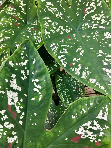 Premium Photo A Green And White Leaf With White Spots On It