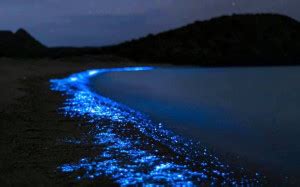 Playa El Saltito El Templo De La Bioluminiscencia Marina En La Paz