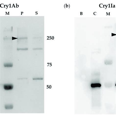 Cry1ab And Cry1ia Oligomer Formation Promoted By Sf21 Cells A