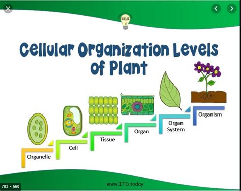 Hocus Pocus Levels Of Organization In Plants And Animals