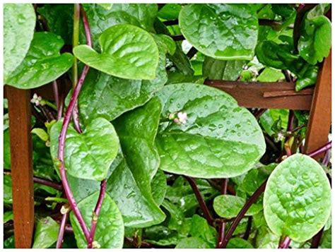 Spinach Red Malabar Premier Seeds Direct