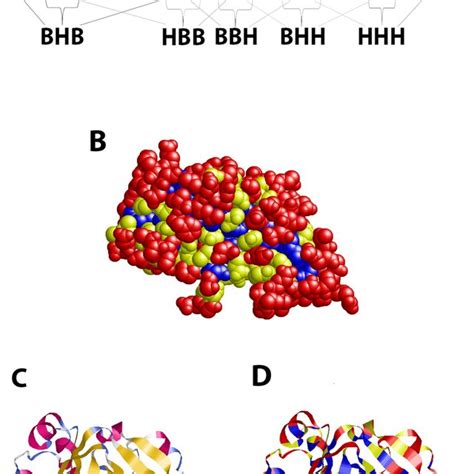 Random Coils Of Proteins Situated Between A Beta Strand And An Alpha