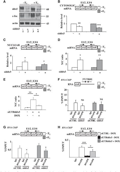 Figure From The Rna Helicase Ddx P Is A Key Factor Promoting C Fos