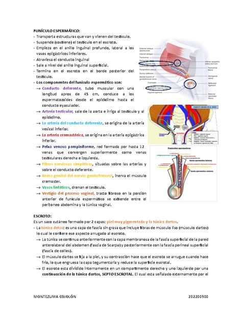 Genitales masculinos Resumen Moore Fundamentos de Anatomía Con