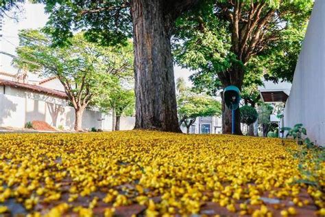 Todo mundo nota o marketing dos ipês mas flores da vez são as das