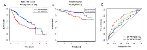 Impact Of Neil3 Expression On Overall Survival In Hepatocellular Download Scientific Diagram