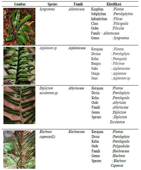 Tumbuhan Paku Pteridophyta Beserta Ciri Dan Manfaat Ayok Sinau